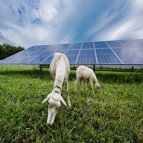Las startups de pv agrícolas australianas apuntan a lograr 1 gw de energía solar