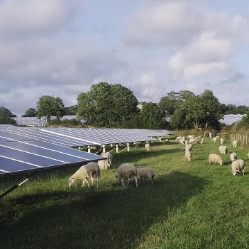 ovejas en busca de una planta solar