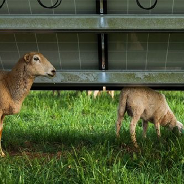 Los paneles solares aumento de pastos para ovejas y vacas en un 90%